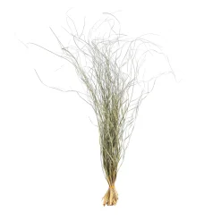 Cheap Botte D'Herbe Seche Fleurs Individuelles