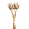 Discount Bouquet De Fleurs Sechees Epis Fleurs Individuelles