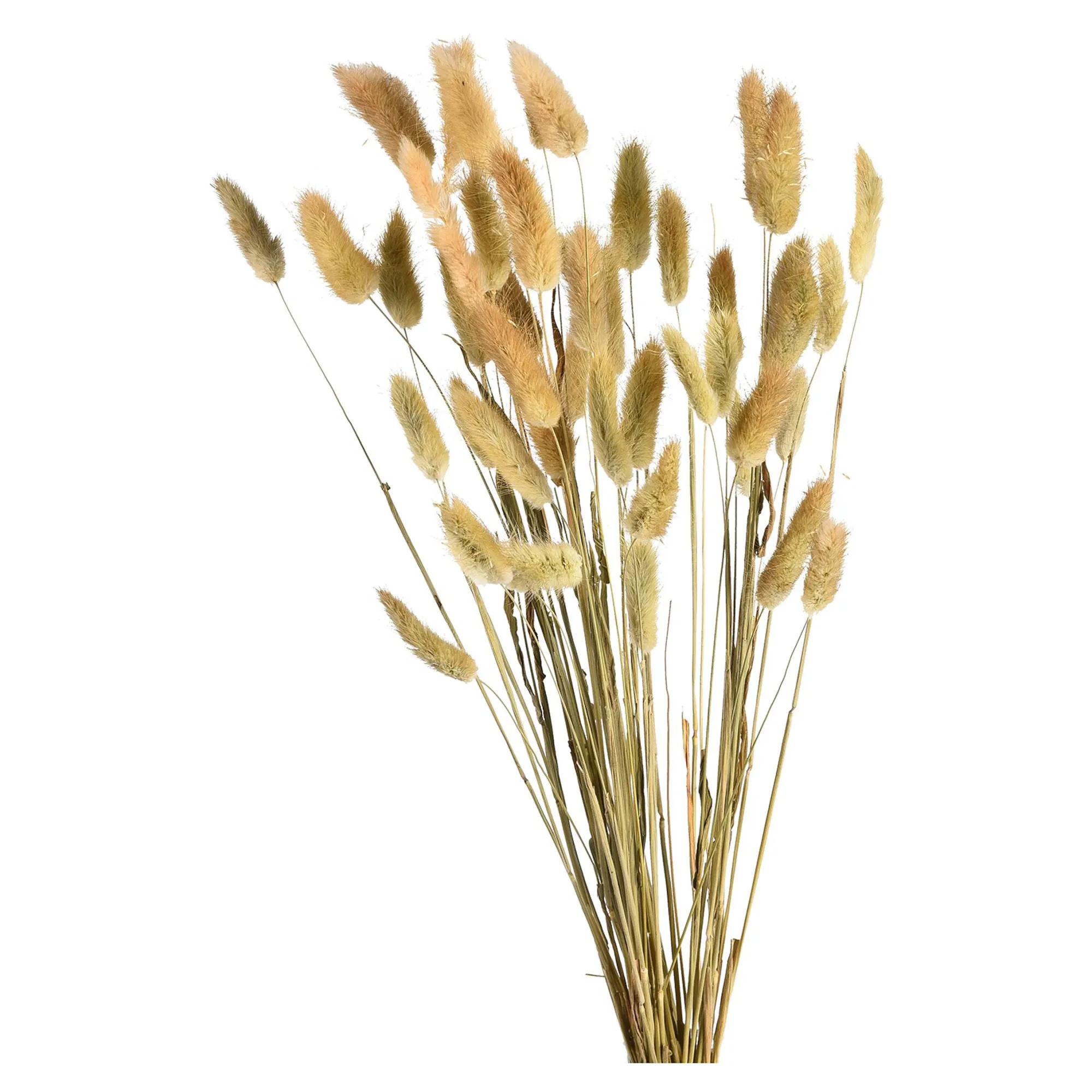 Clearance Bouquet De Fleurs Sechees Herbe De Velours Fleurs Individuelles