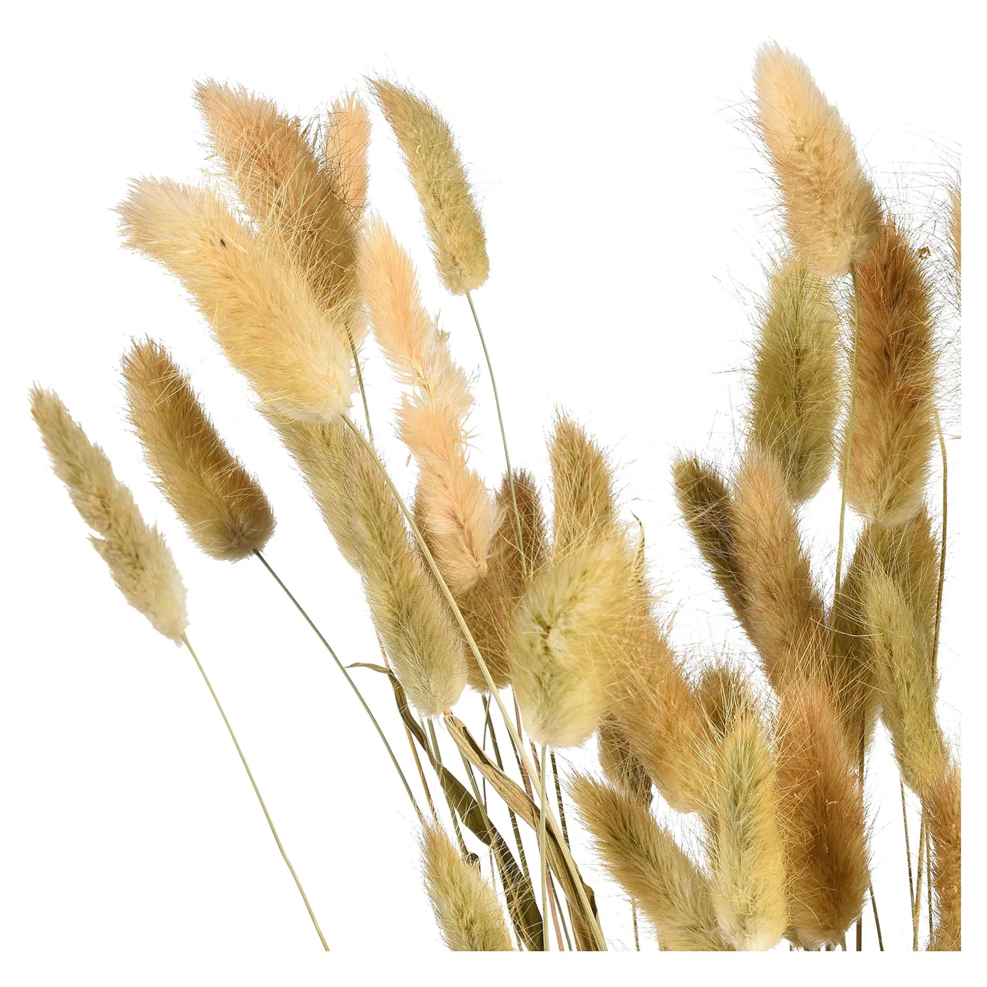 Clearance Bouquet De Fleurs Sechees Herbe De Velours Fleurs Individuelles