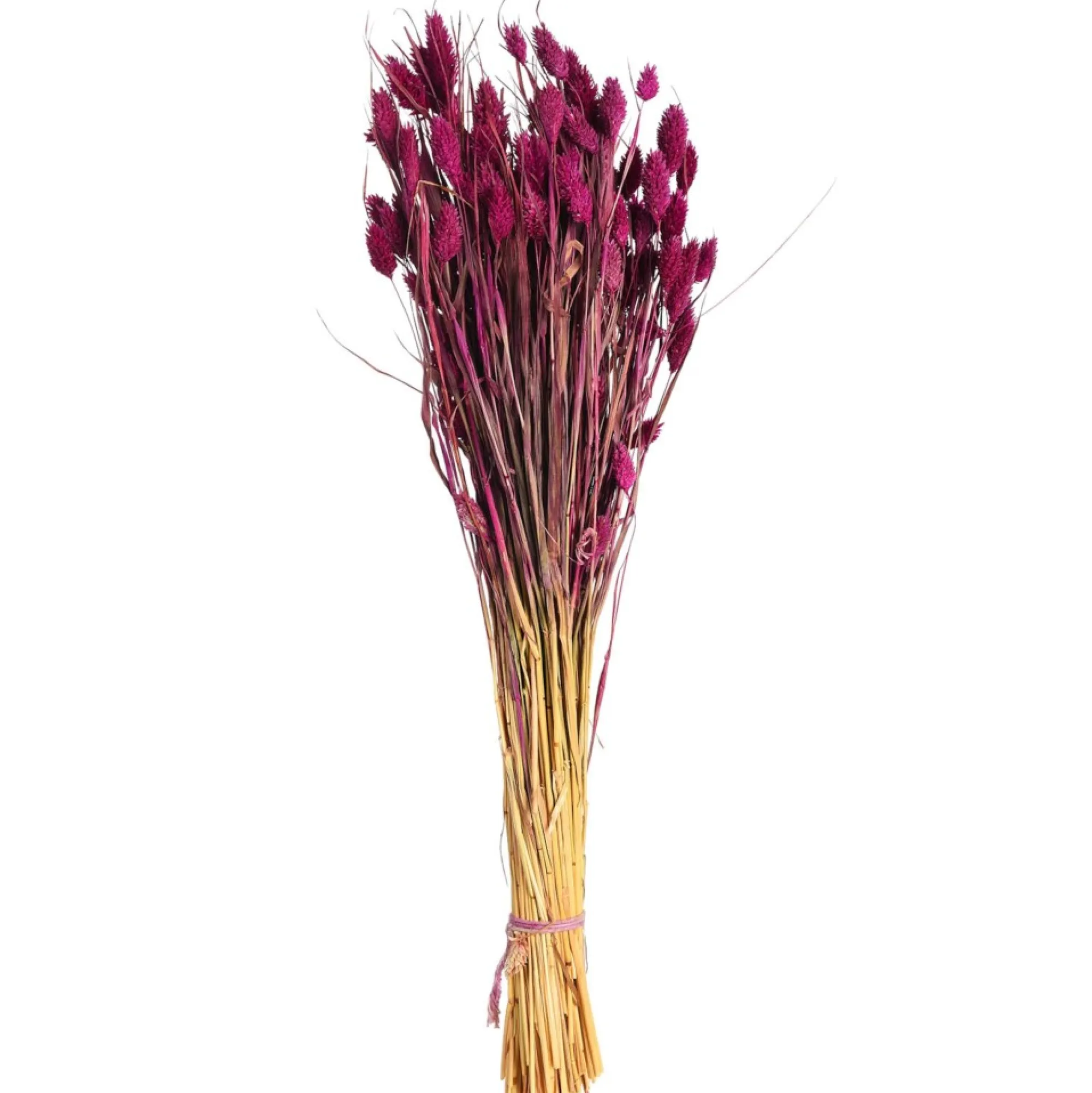 Sale Bouquet De Fleurs Sechees Phalaris Fleurs Individuelles