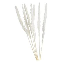 Store Fagot Sec D'Herbe De La Pampa Fleurs Individuelles