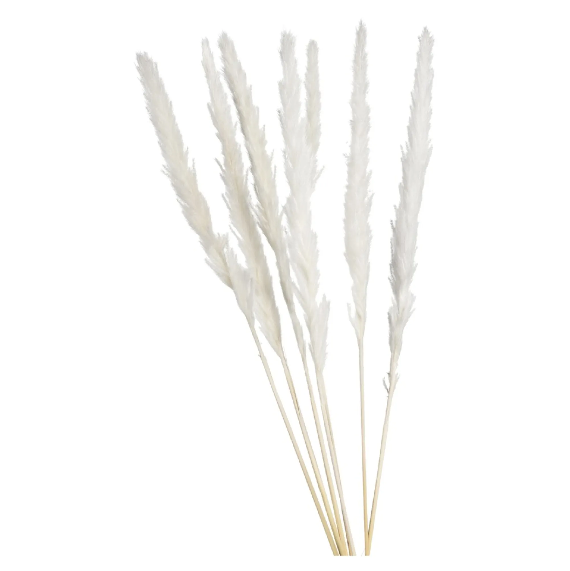 Store Fagot Sec D'Herbe De La Pampa Fleurs Individuelles