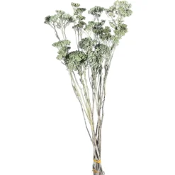 Outlet Fagots Secs Achillea Fleurs Individuelles