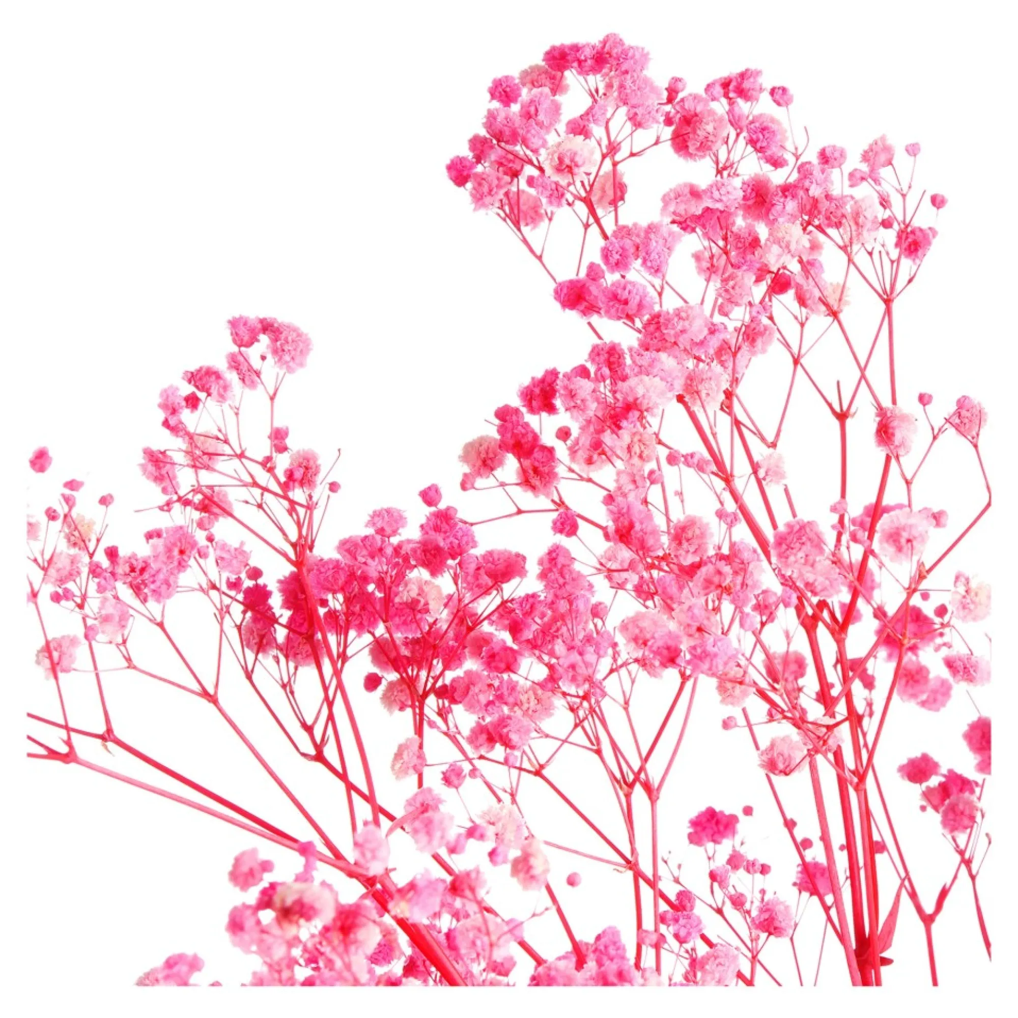 Flash Sale Fagots Secs De Gypsophile Fleurs Individuelles
