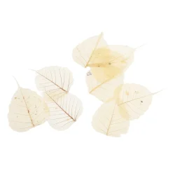 Cheap Feuilles De Squelette Sechees Idées De Cadeaux