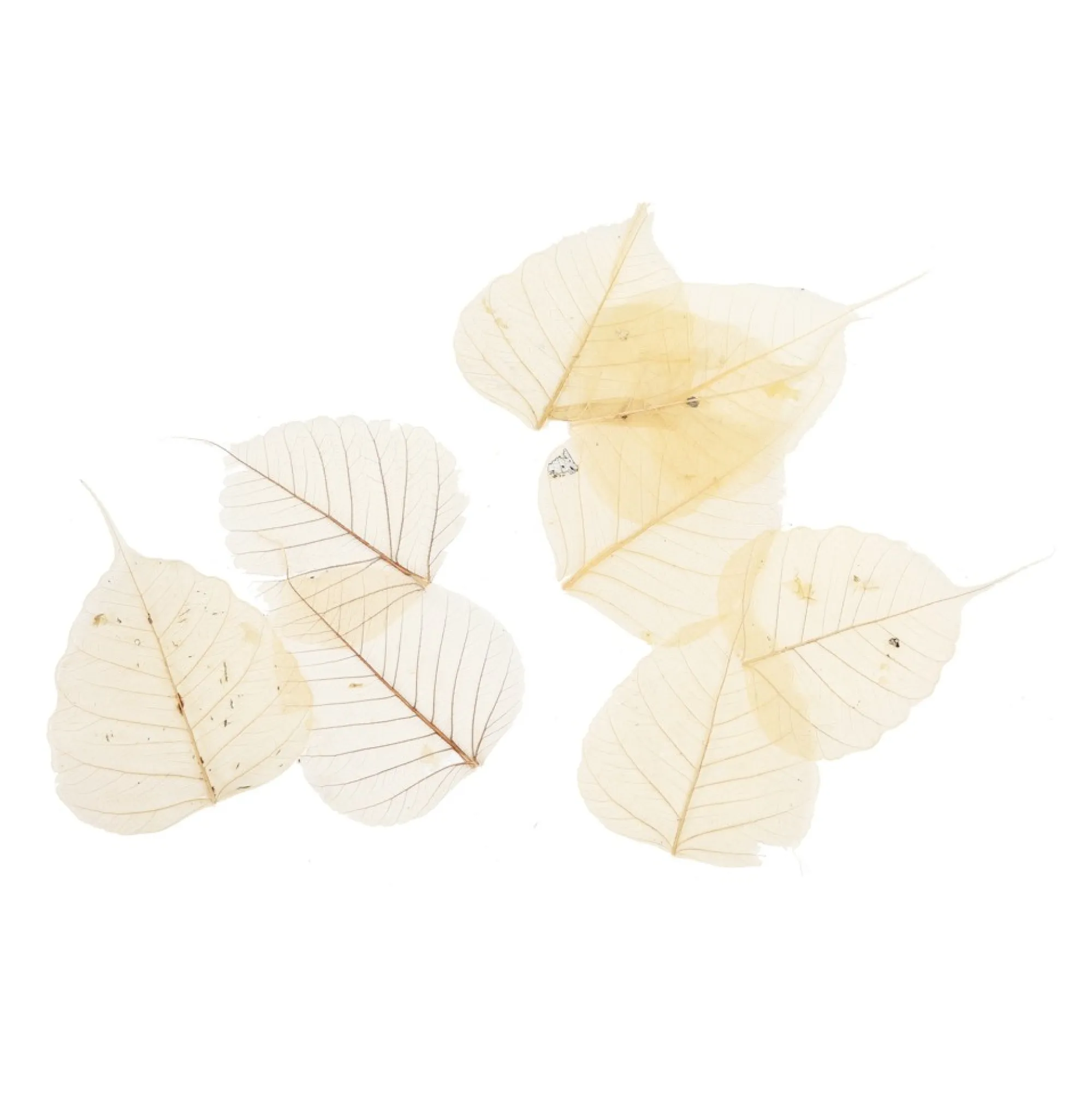 Cheap Feuilles De Squelette Sechees Idées De Cadeaux