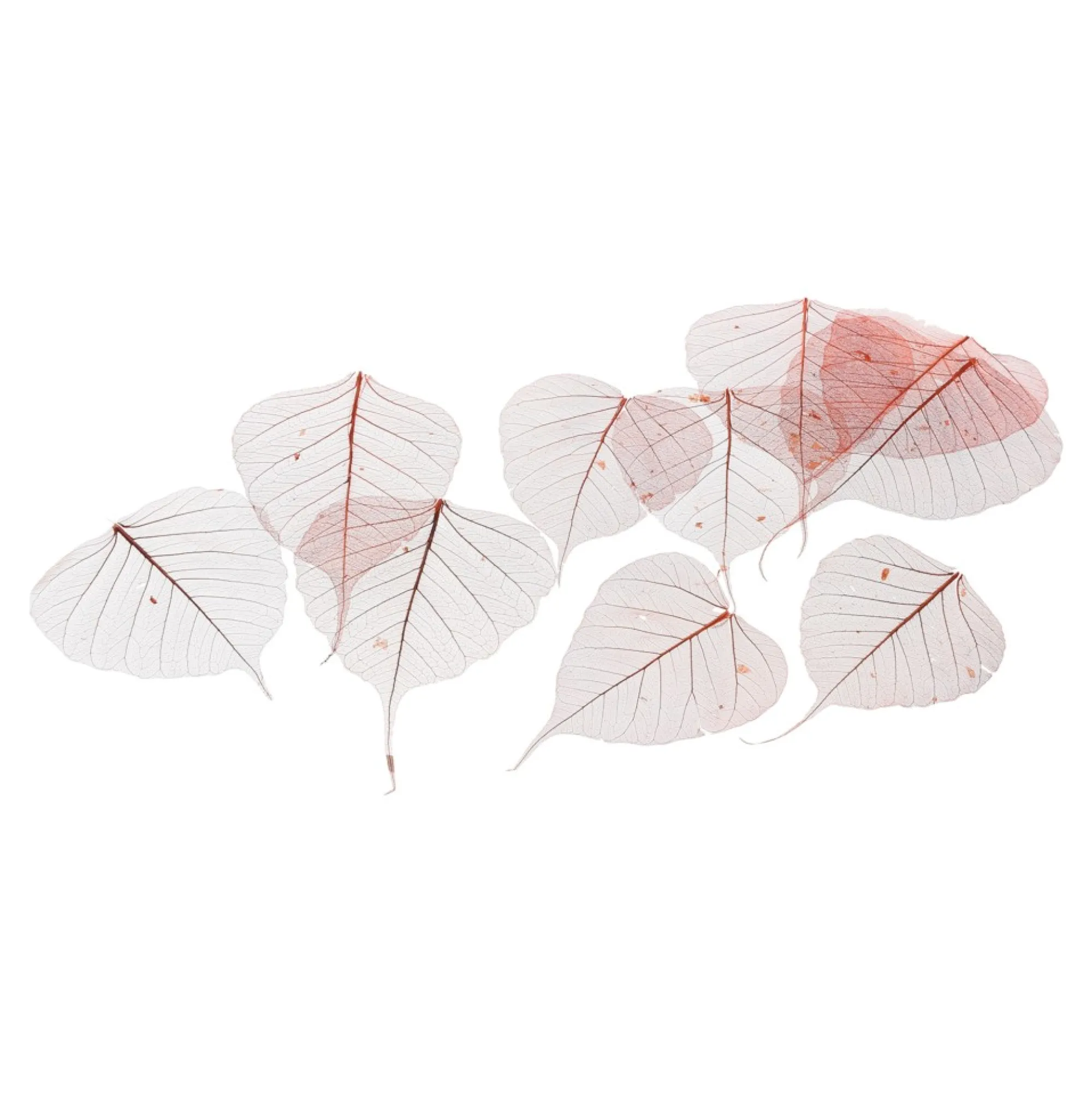 New Feuilles De Squelette Sechees Idées De Cadeaux