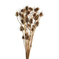 Sale Fleur De Chardon Sechee Fleurs Individuelles