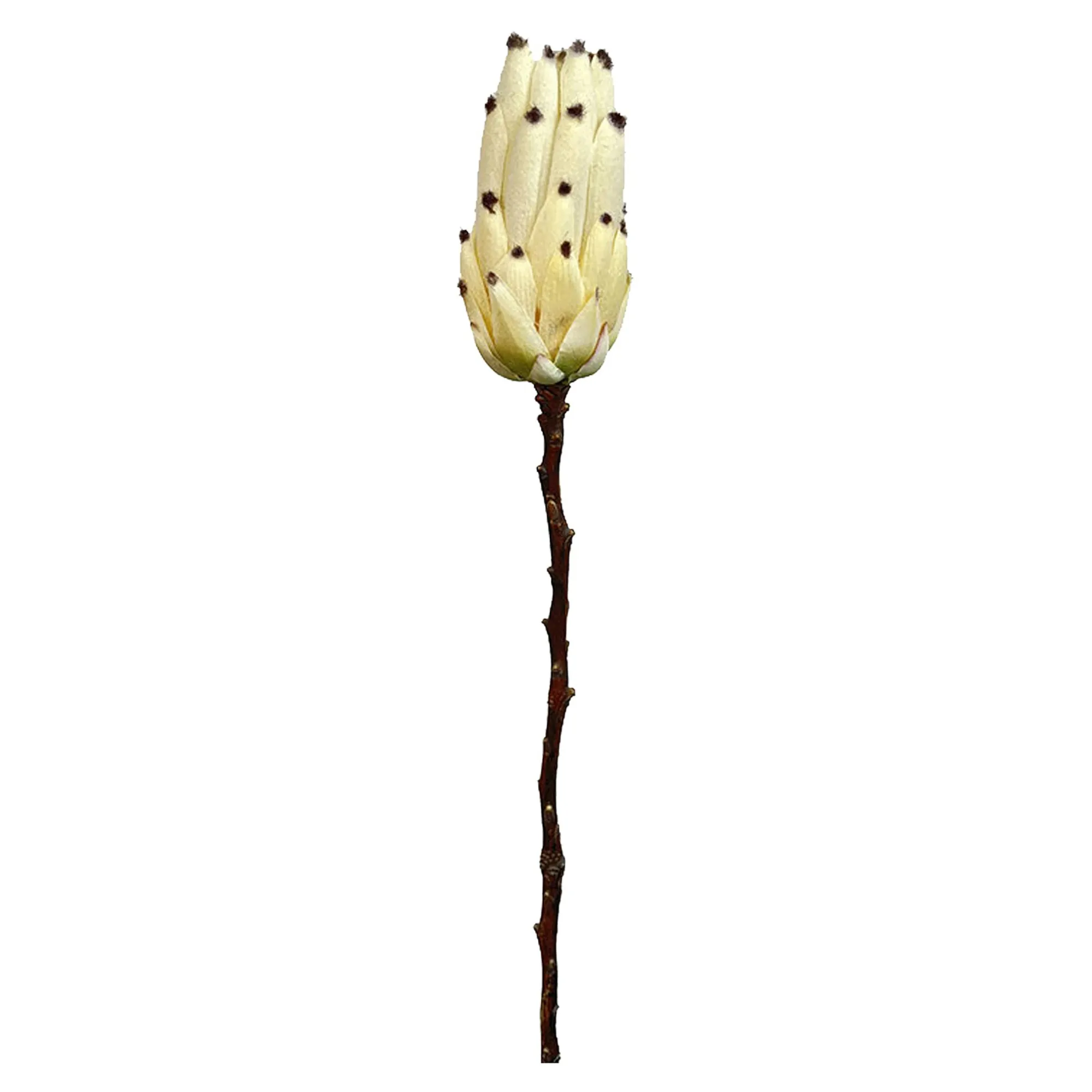 Online Fleur De Tige Artificielle Protea Fleurs Individuelles