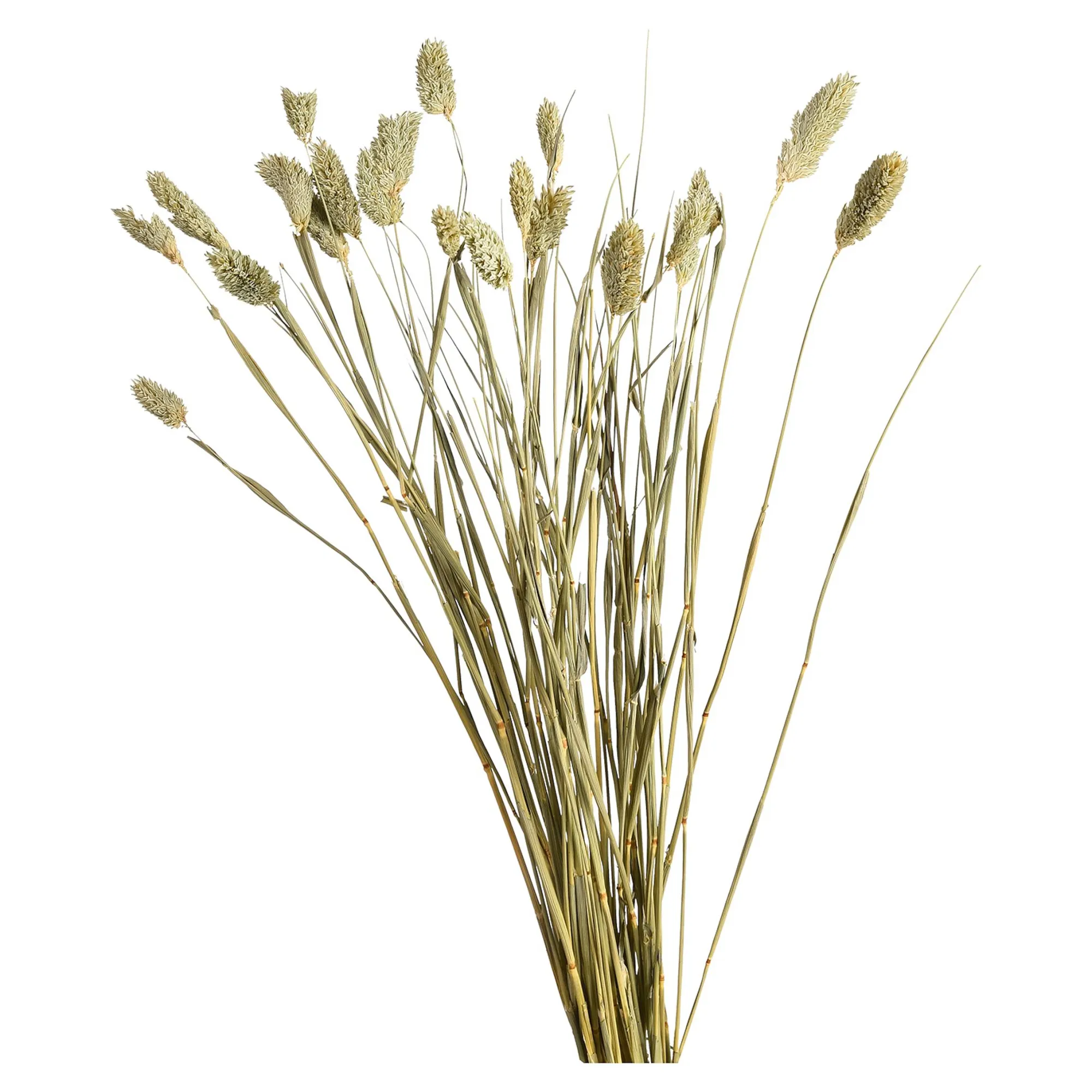 Fashion Fleur Sechee Canari Fleurs Individuelles