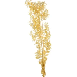 Best Fleur Sechee De Ruscus Fleurs Individuelles