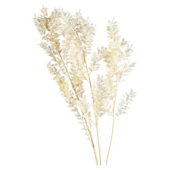 Shop Fleur Sechee De Ruscus Idées De Cadeaux