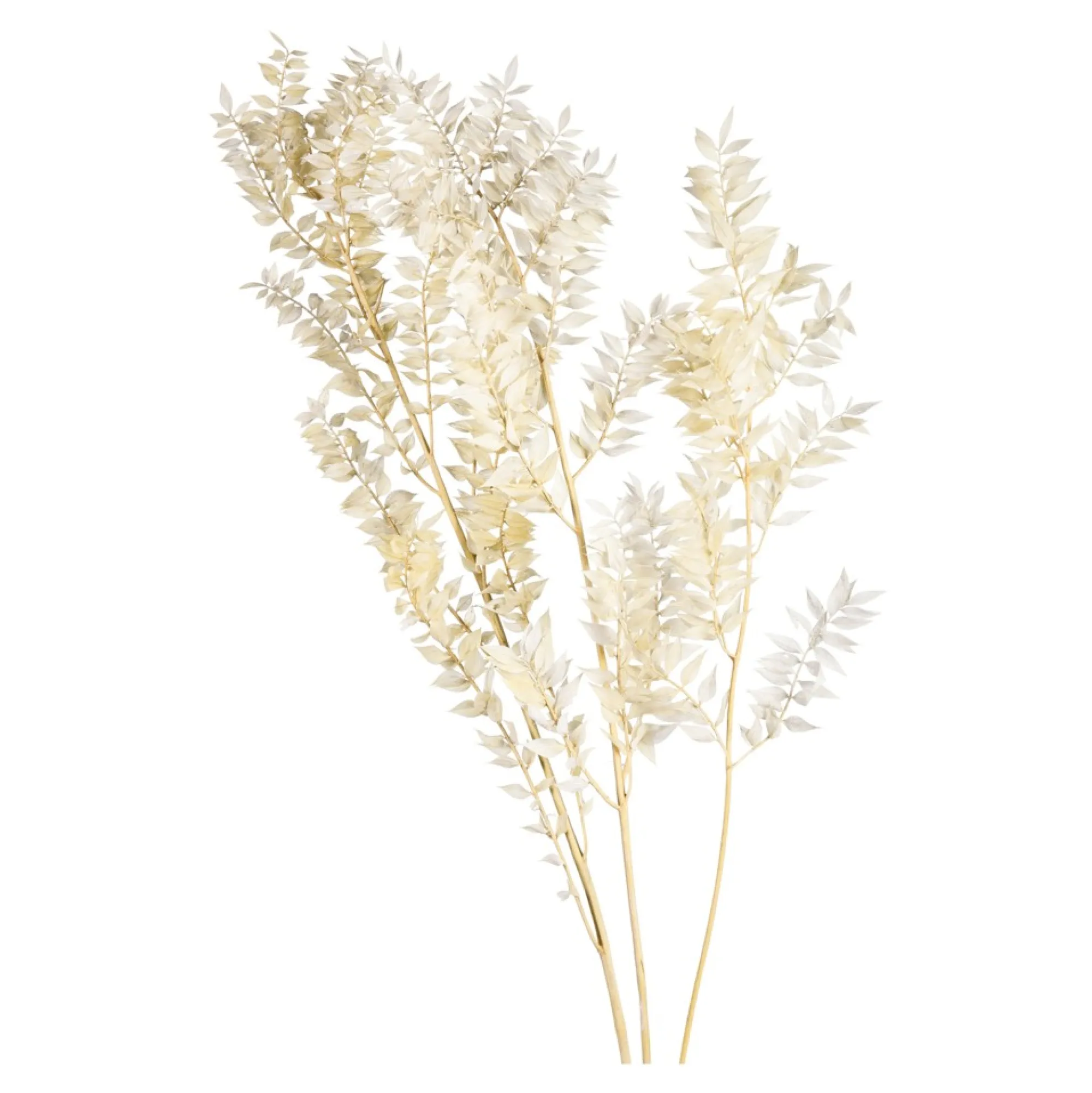 Shop Fleur Sechee De Ruscus Idées De Cadeaux
