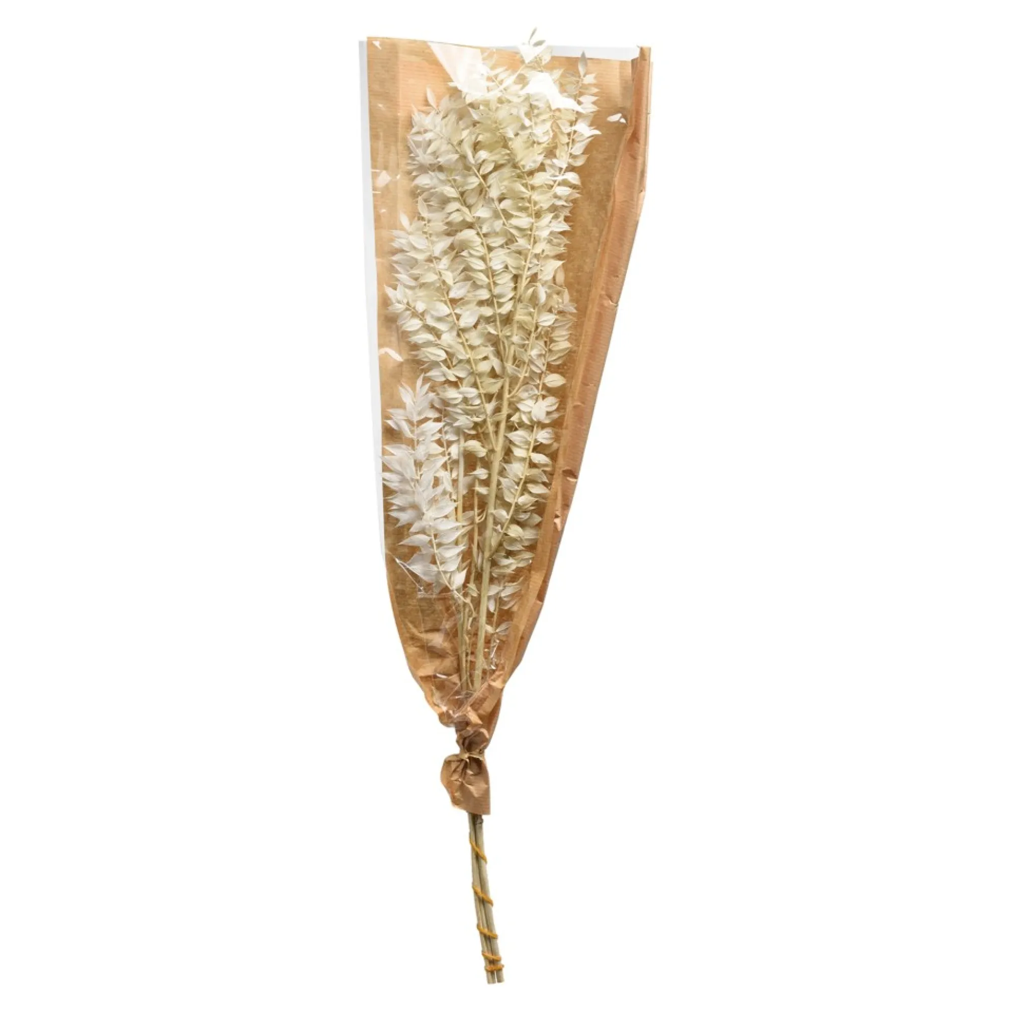 Shop Fleur Sechee De Ruscus Idées De Cadeaux