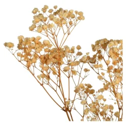 Store Fleur Sechee Gypsophilia Fleurs Individuelles