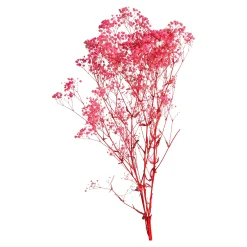 Sale Fleur Sechee Gypsophilia Fleurs Individuelles