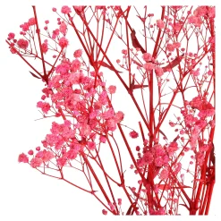 Sale Fleur Sechee Gypsophilia Fleurs Individuelles