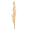 Clearance Fleur Sechee Herbe De La Pampa Fleurs Individuelles