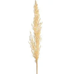 Clearance Fleur Sechee Herbe De La Pampa Fleurs Individuelles