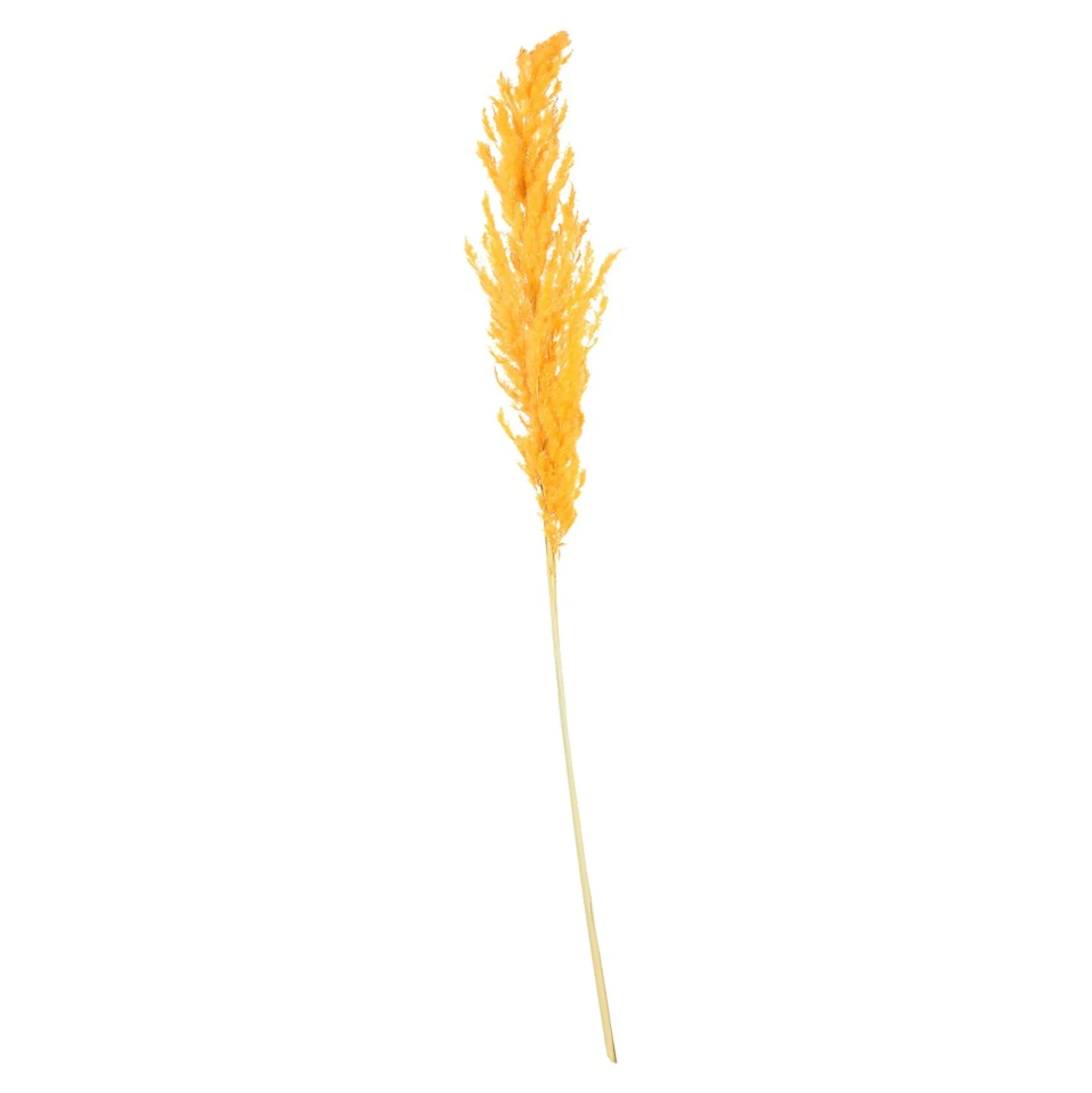 Cheap Fleur Sechee Herbe De La Pampa Fleurs Individuelles