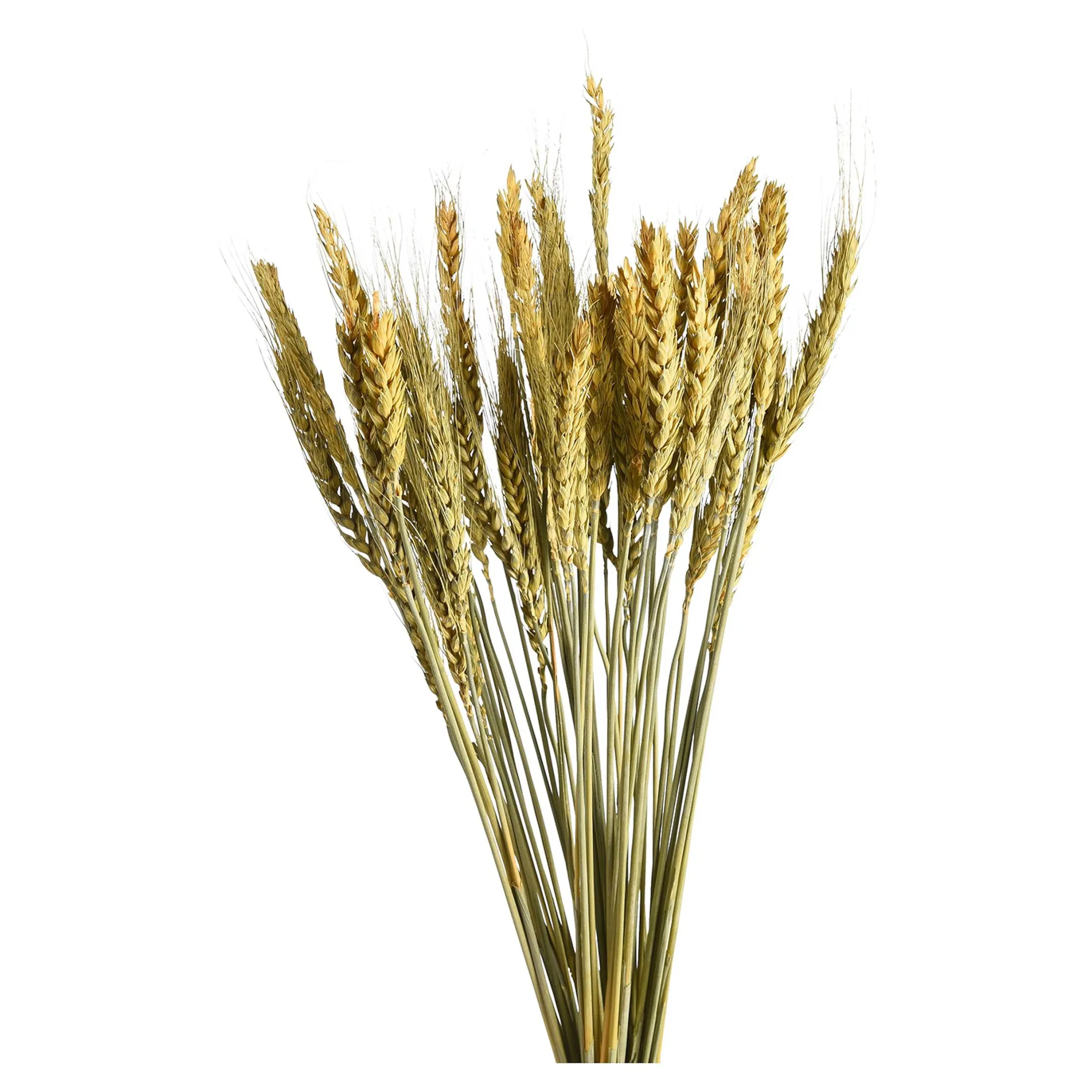 Outlet Fleur Sechee Orge Fleurs Individuelles