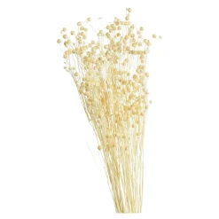 Discount Fleur Sechee Pois Paternoster Idées De Cadeaux