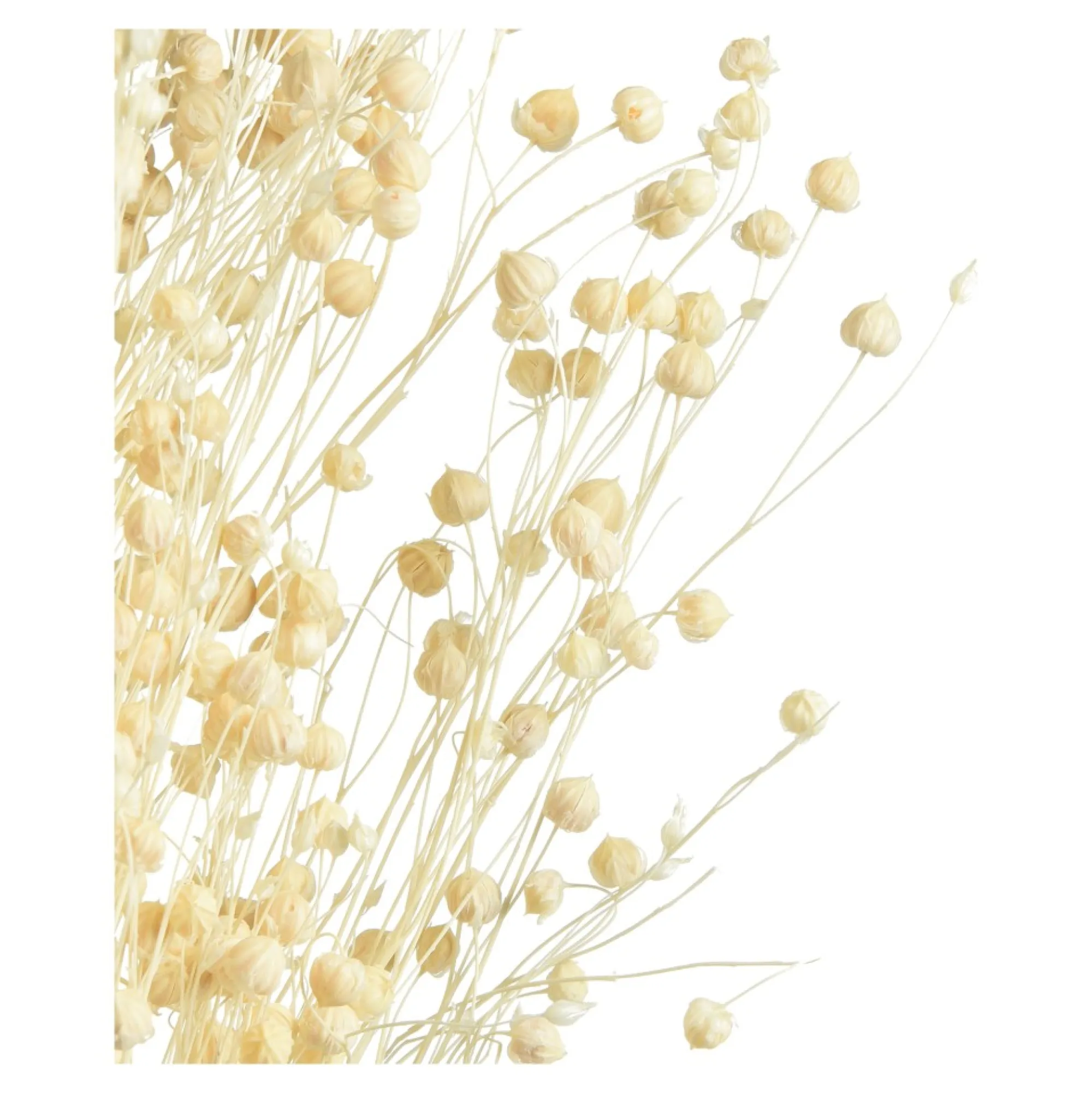 Discount Fleur Sechee Pois Paternoster Idées De Cadeaux