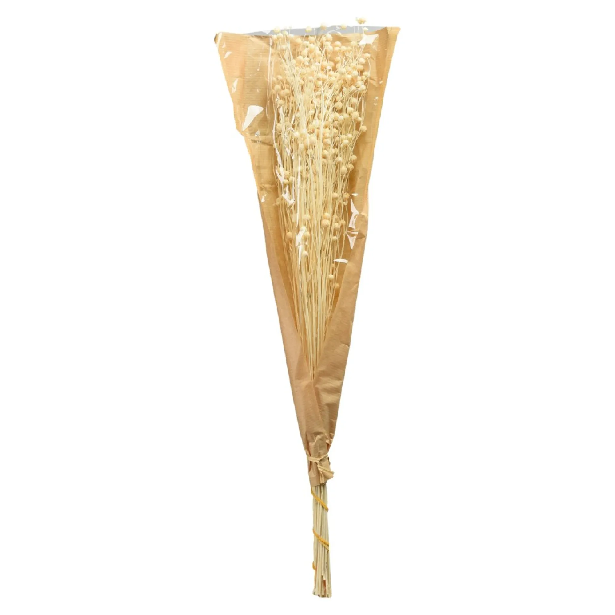 Discount Fleur Sechee Pois Paternoster Idées De Cadeaux