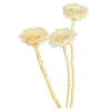 Online Fleurs Sechees Fleur De Protee Fleurs Individuelles