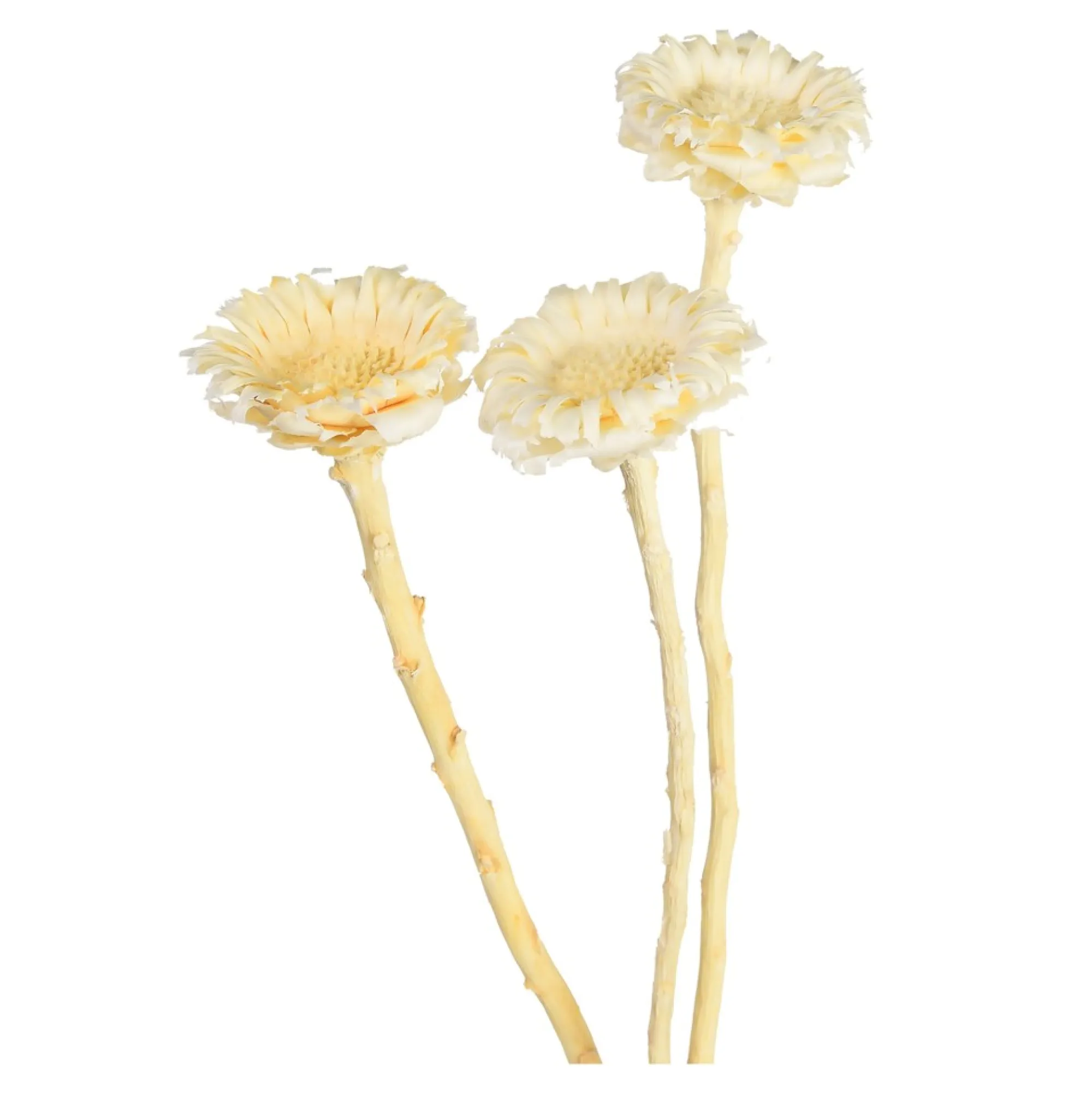 Online Fleurs Sechees Fleur De Protee Fleurs Individuelles