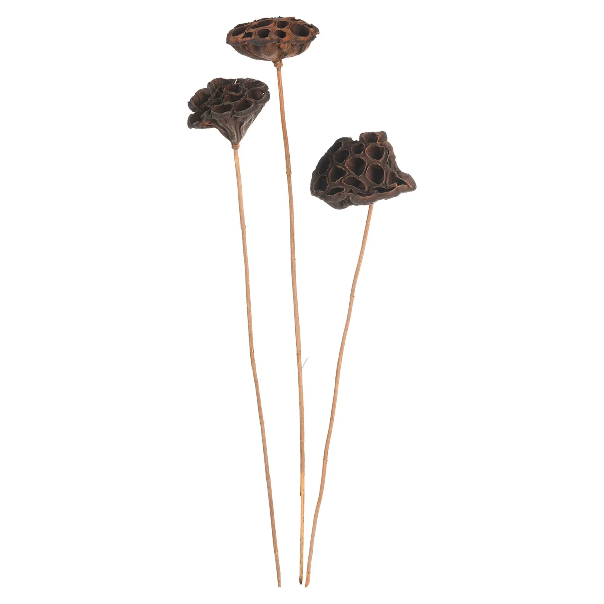 Discount Fleurs Sechees Lotus Fleurs Individuelles
