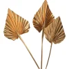Clearance Fleurs Sechees Palmleaf Idées De Cadeaux