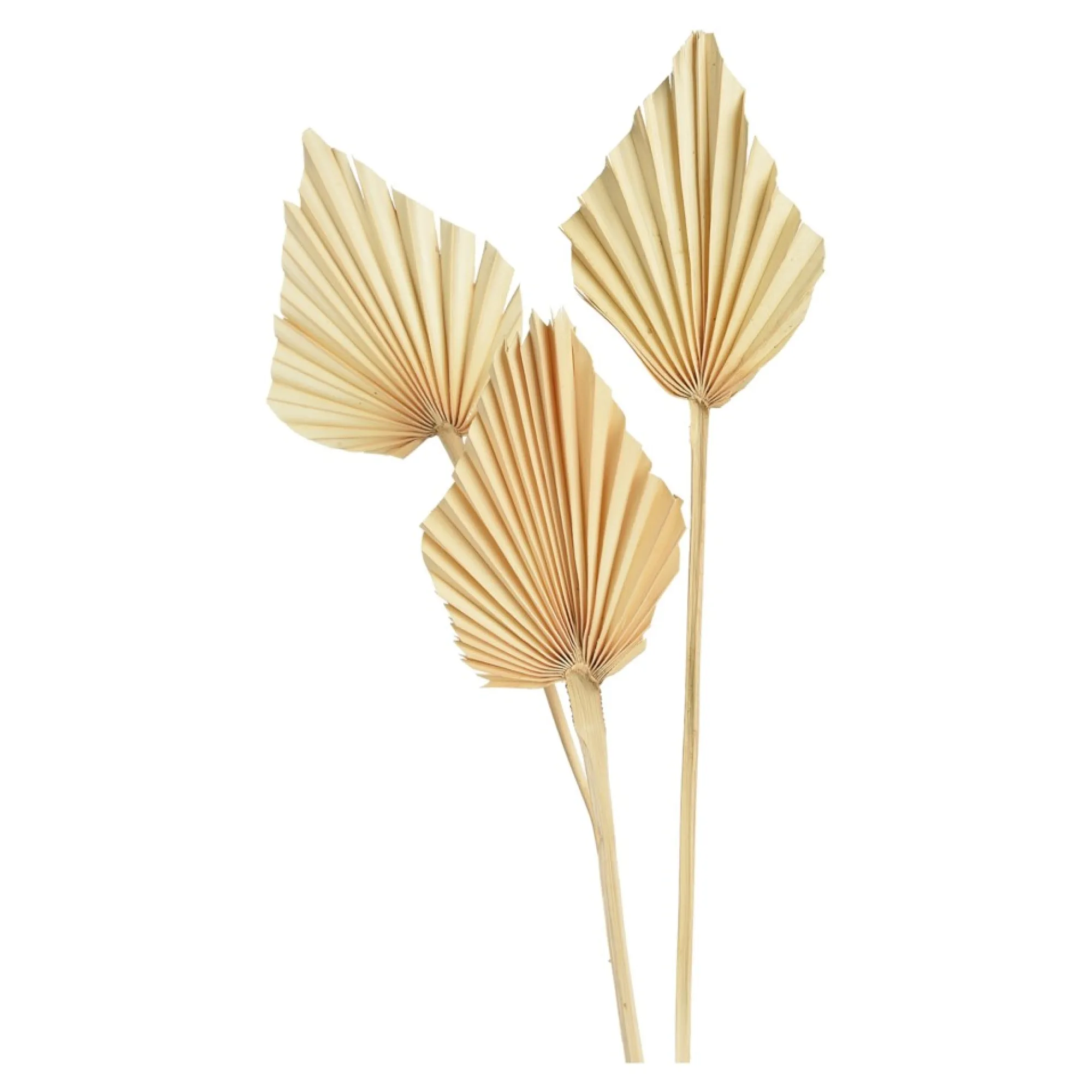 Cheap Fleurs Sechees Palmleaf Idées De Cadeaux